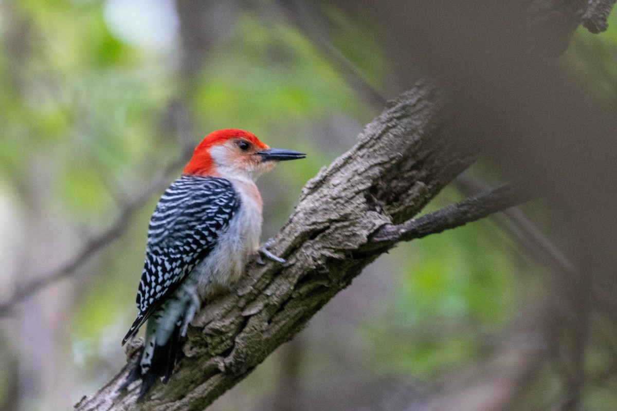 Red-bellied Woodpecker - Gustino Lanese