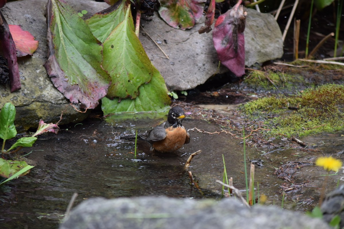 American Robin - ML619137028