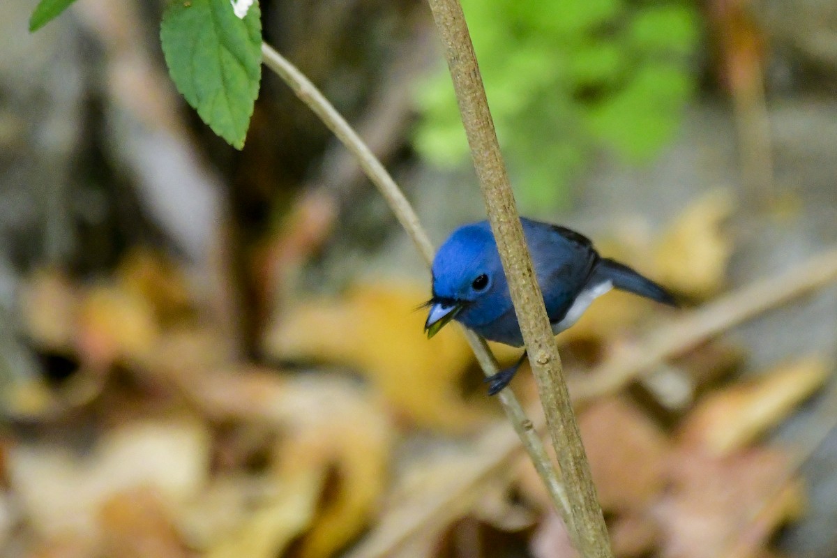 Black-naped Monarch - Sathish Ramamoorthy