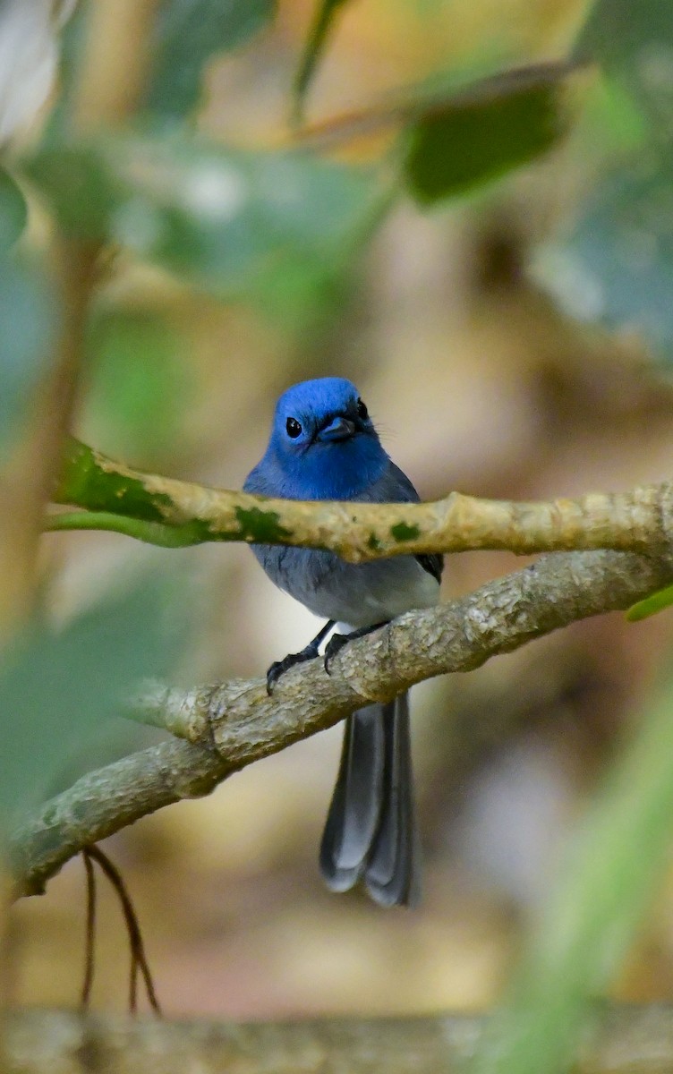 Black-naped Monarch - Sathish Ramamoorthy