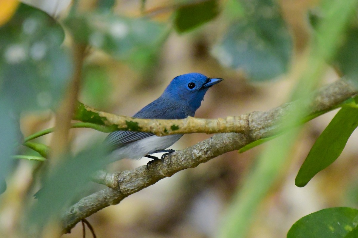 Black-naped Monarch - Sathish Ramamoorthy