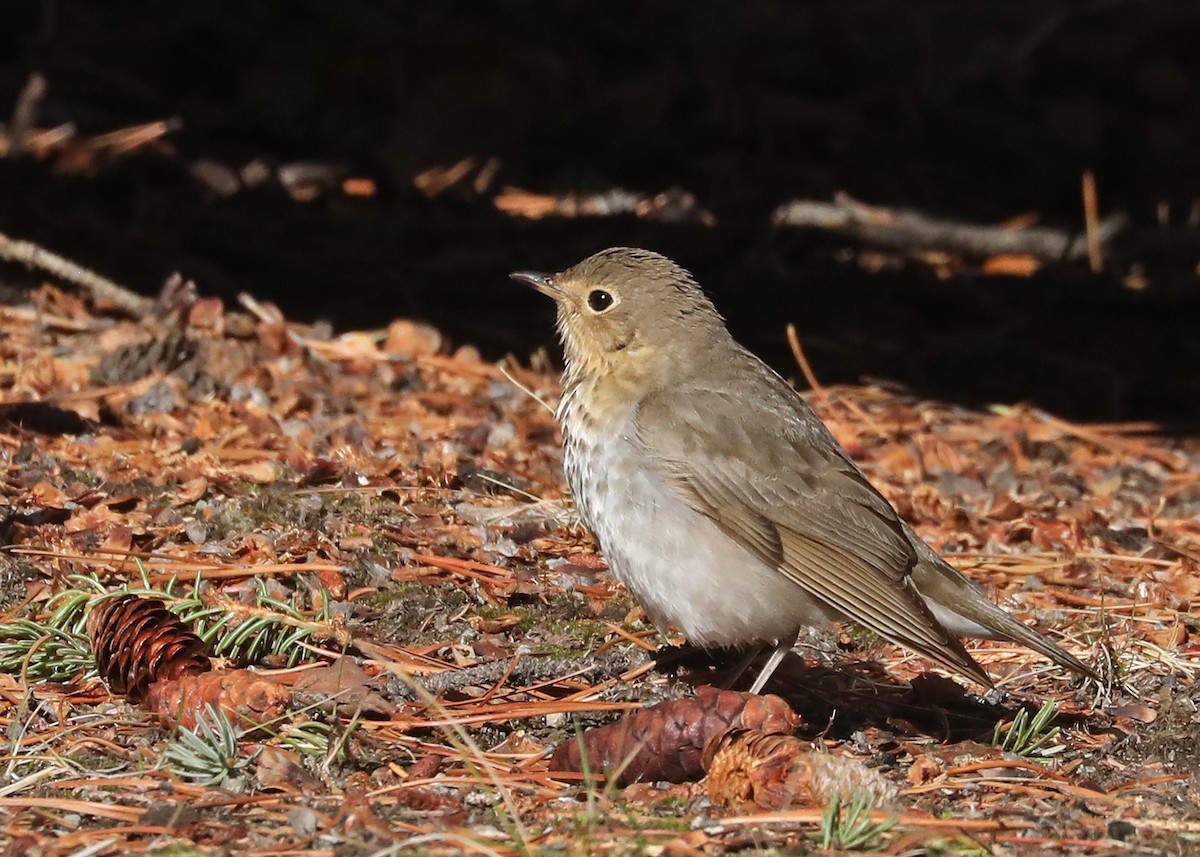 Swainson's Thrush - ML619137052