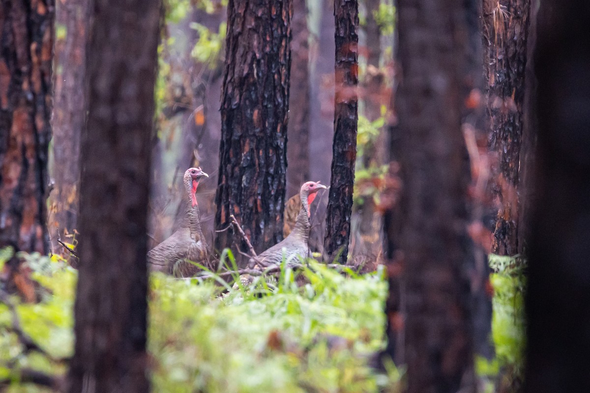 Wild Turkey - Cooper Daniels