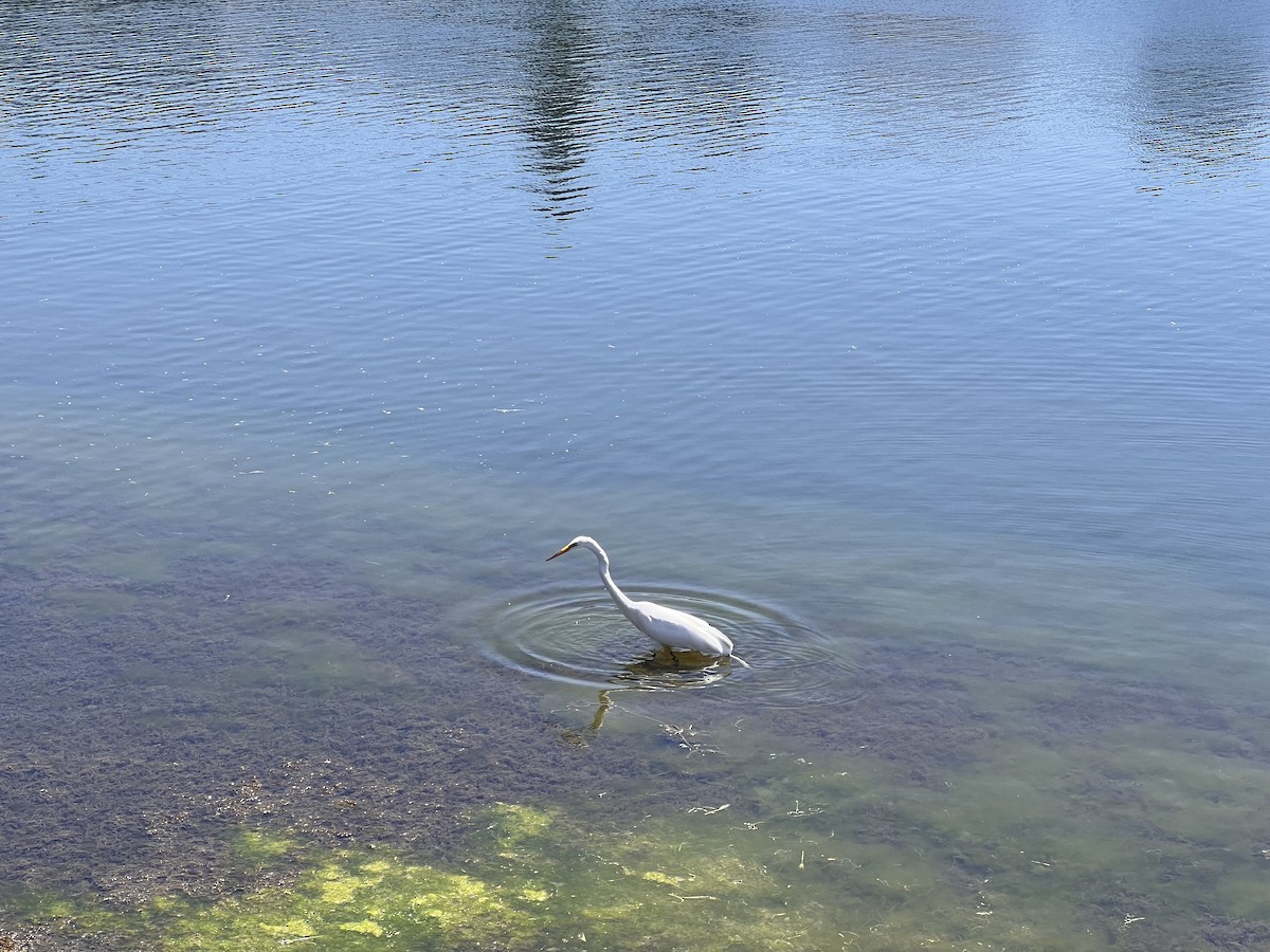 Great Egret - Peggy Rehm