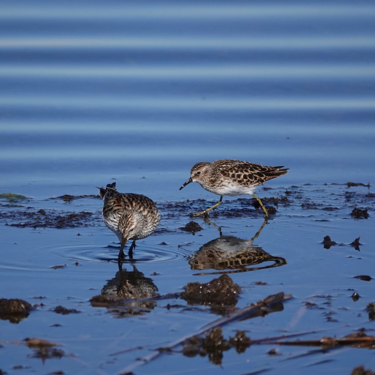 Least Sandpiper - George Ho