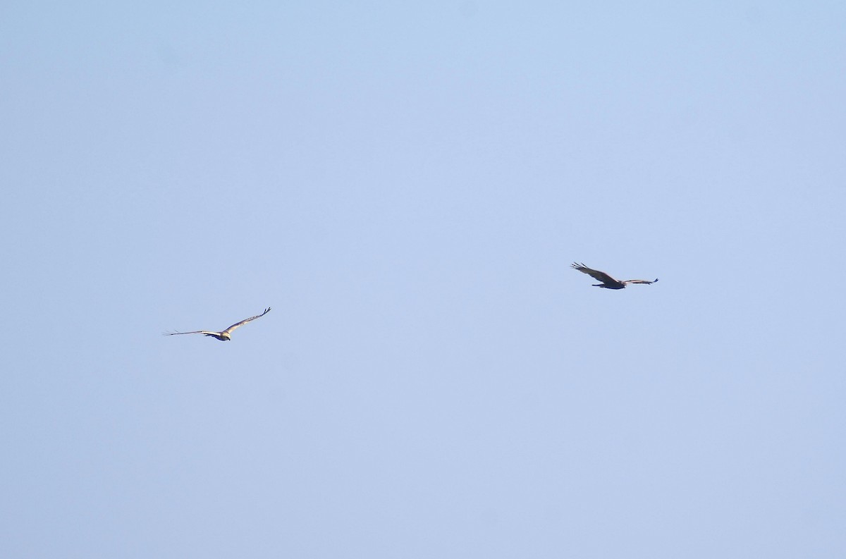 Western Marsh Harrier - Anand Birdlife