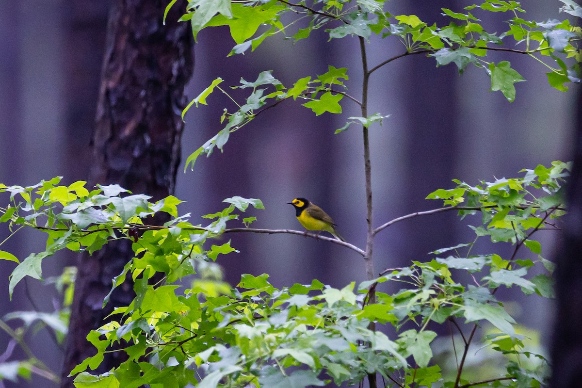 Hooded Warbler - Cooper Daniels