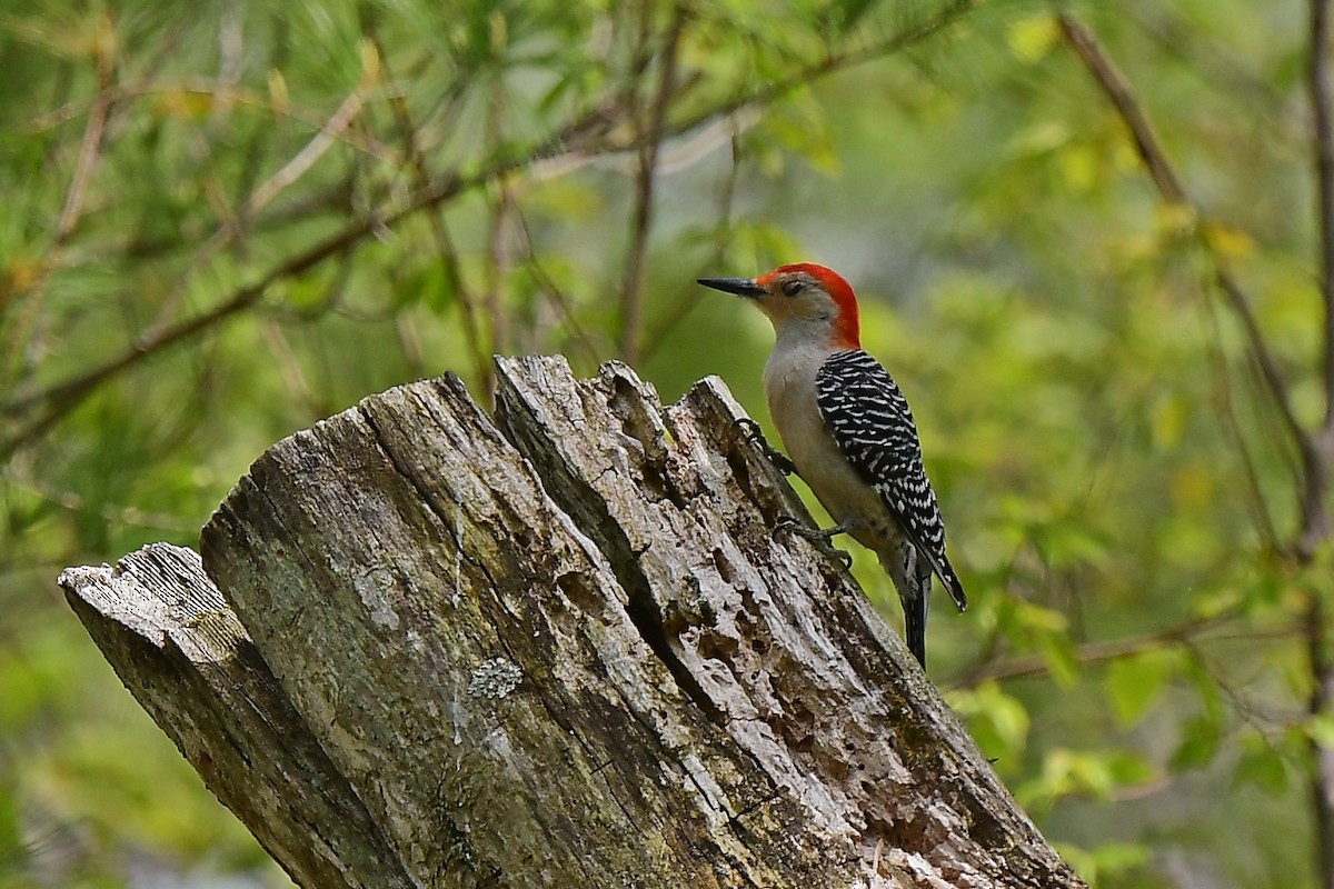 Red-bellied Woodpecker - Aubrey  Robson