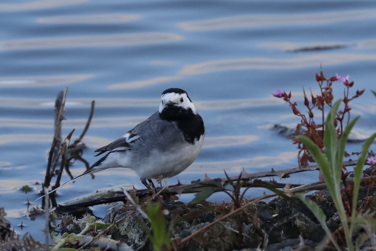 White Wagtail - Paulo Domingues