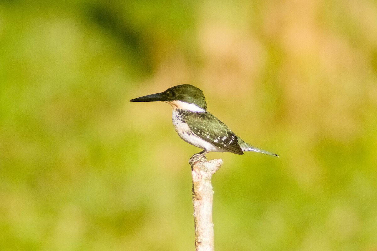 Green Kingfisher - Manuel de Jesus Hernandez Ancheita
