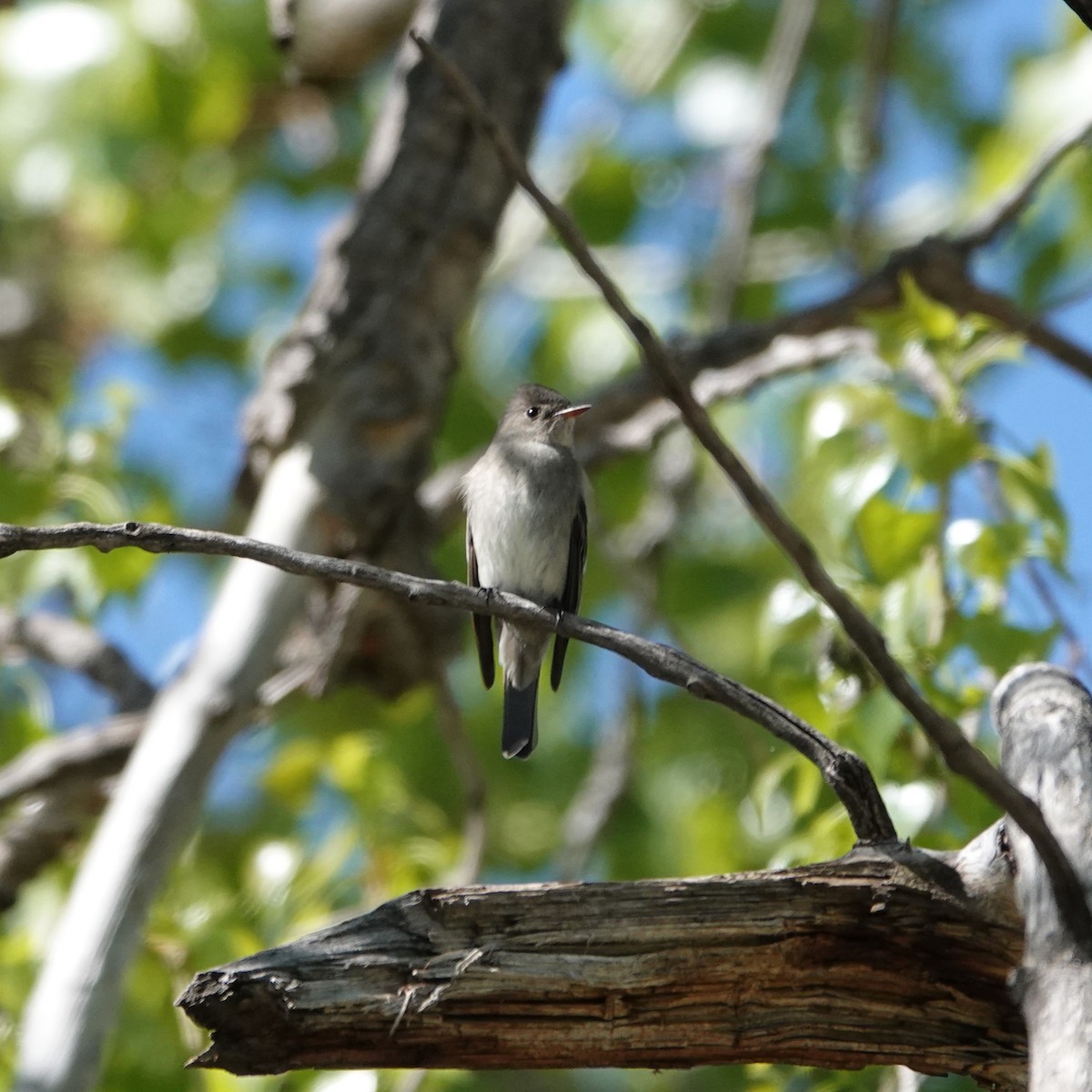 Western Wood-Pewee - George Ho