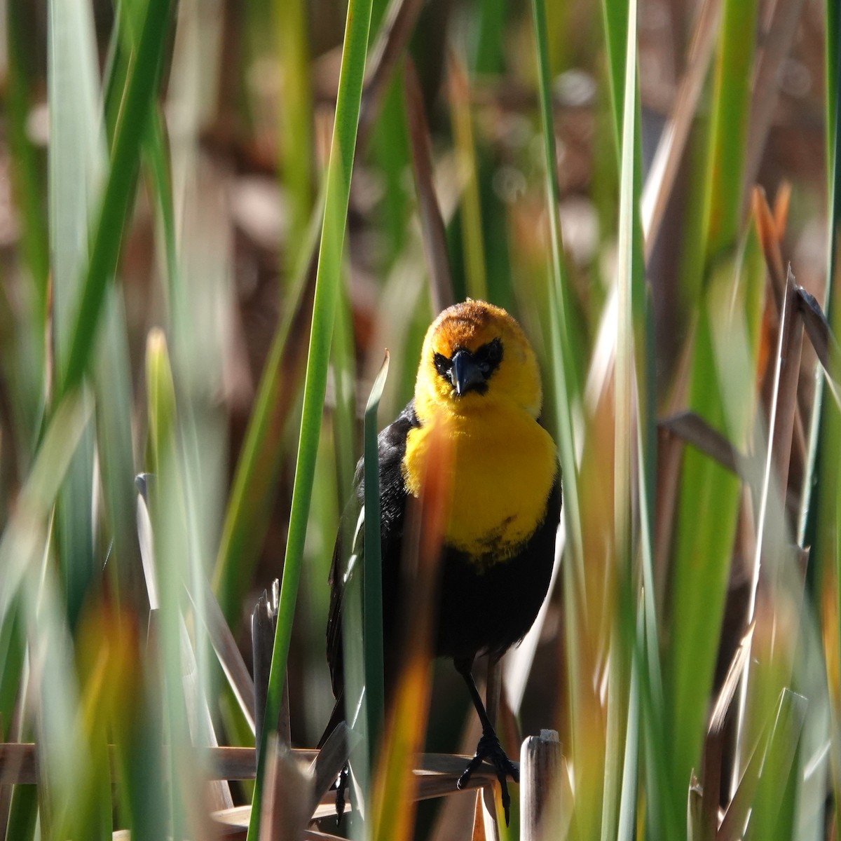 Yellow-headed Blackbird - George Ho