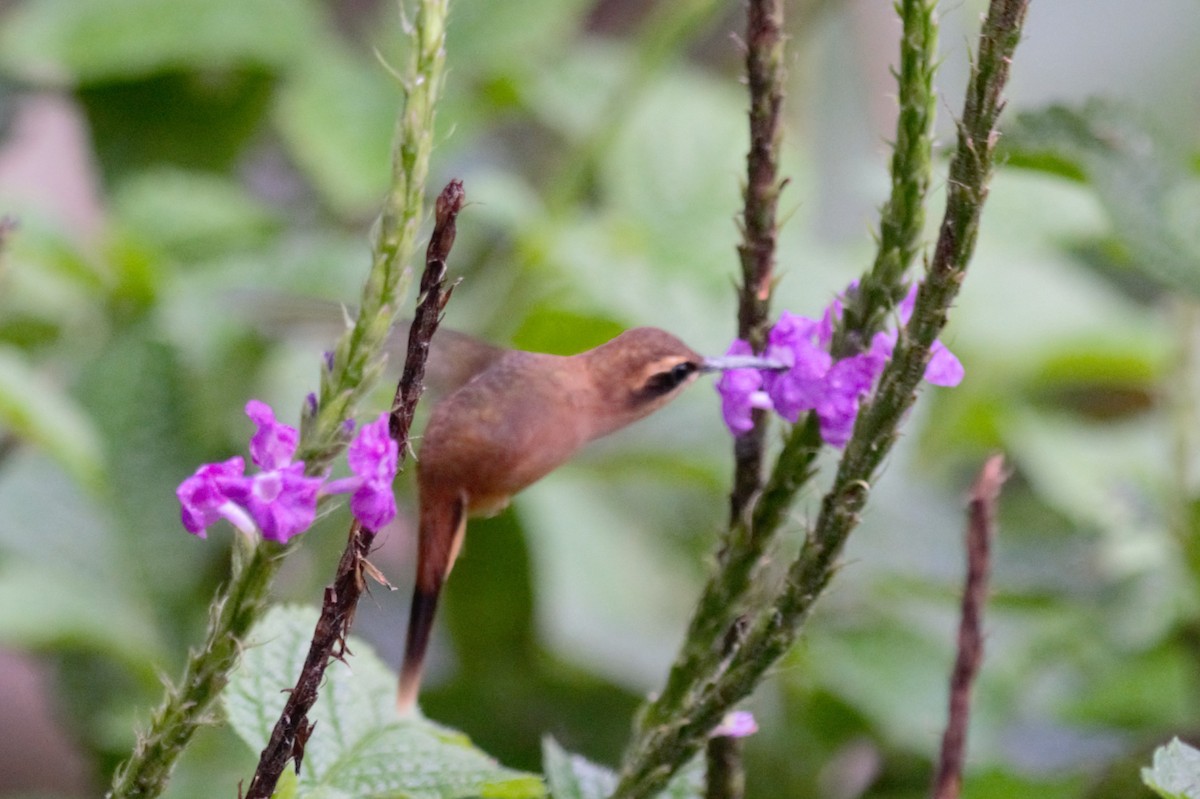 Stripe-throated Hermit - Alexandra Barath