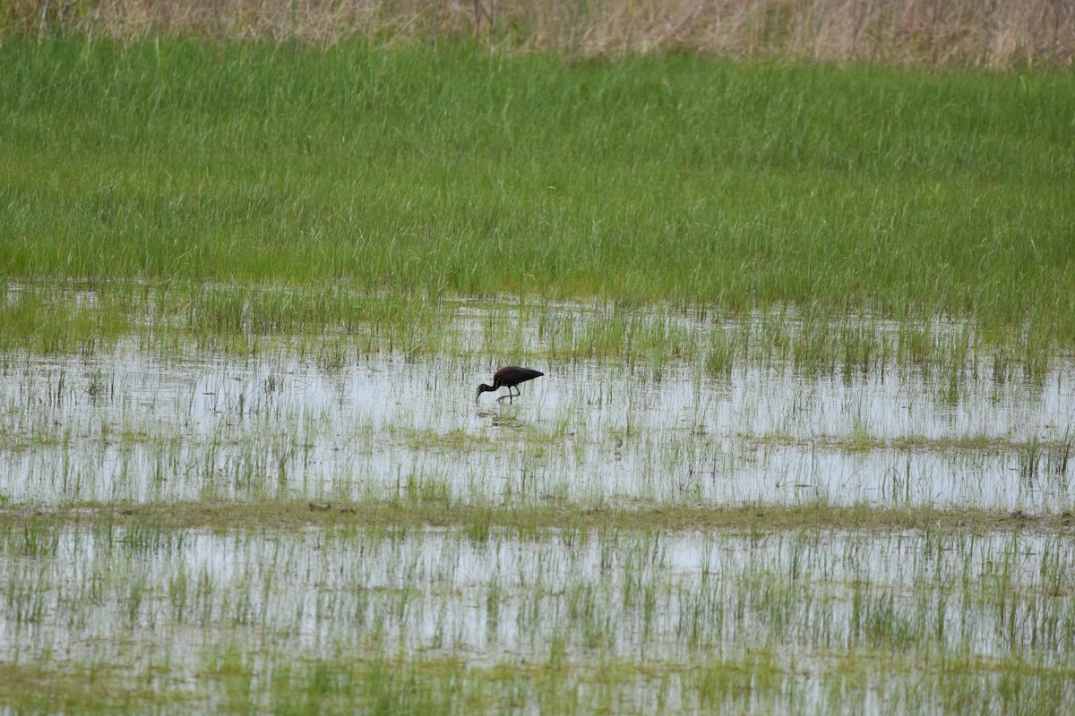 Glossy Ibis - Madison Carr