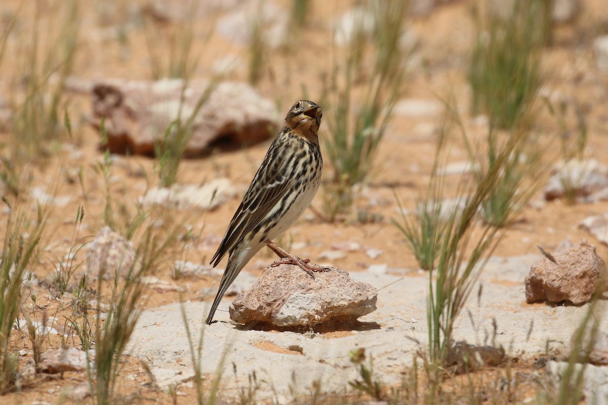 Red-throated Pipit - Oscar Campbell