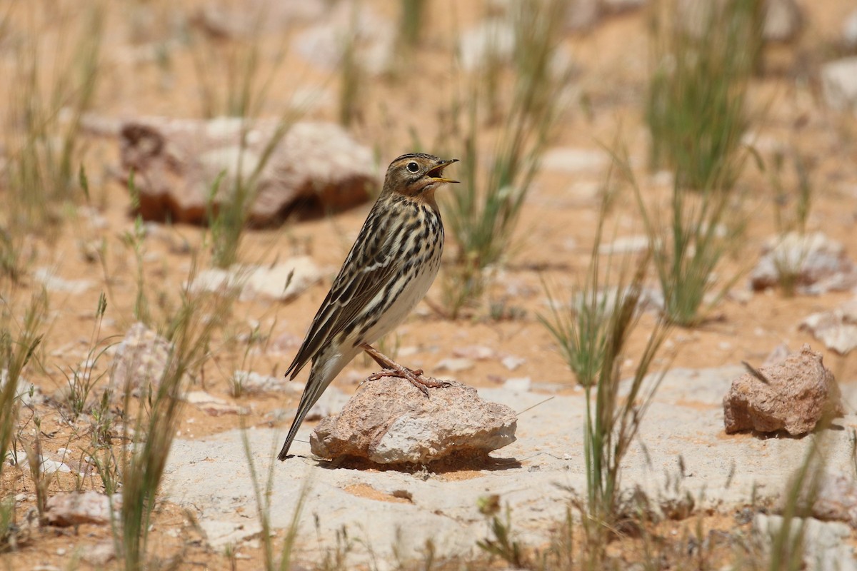 Red-throated Pipit - Oscar Campbell