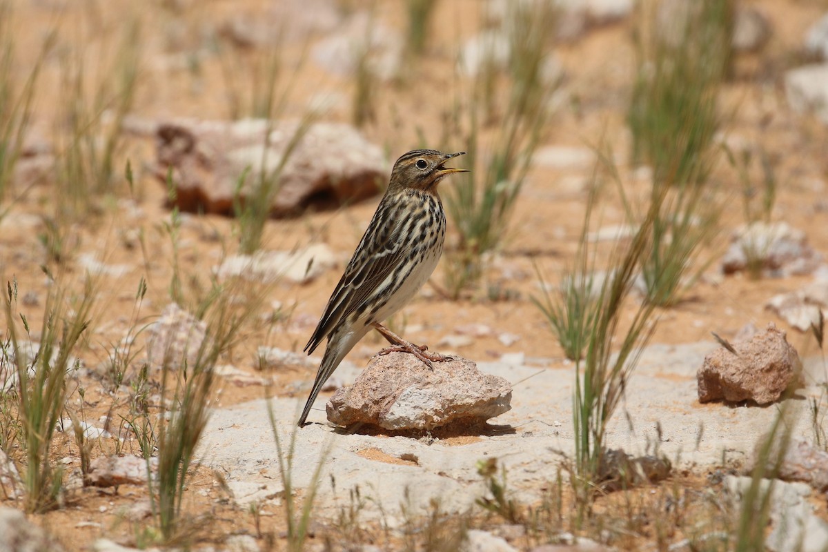 Red-throated Pipit - Oscar Campbell