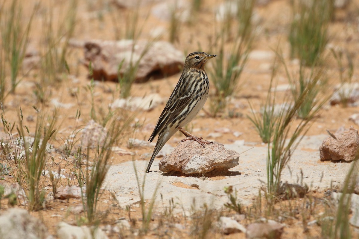 Red-throated Pipit - Oscar Campbell