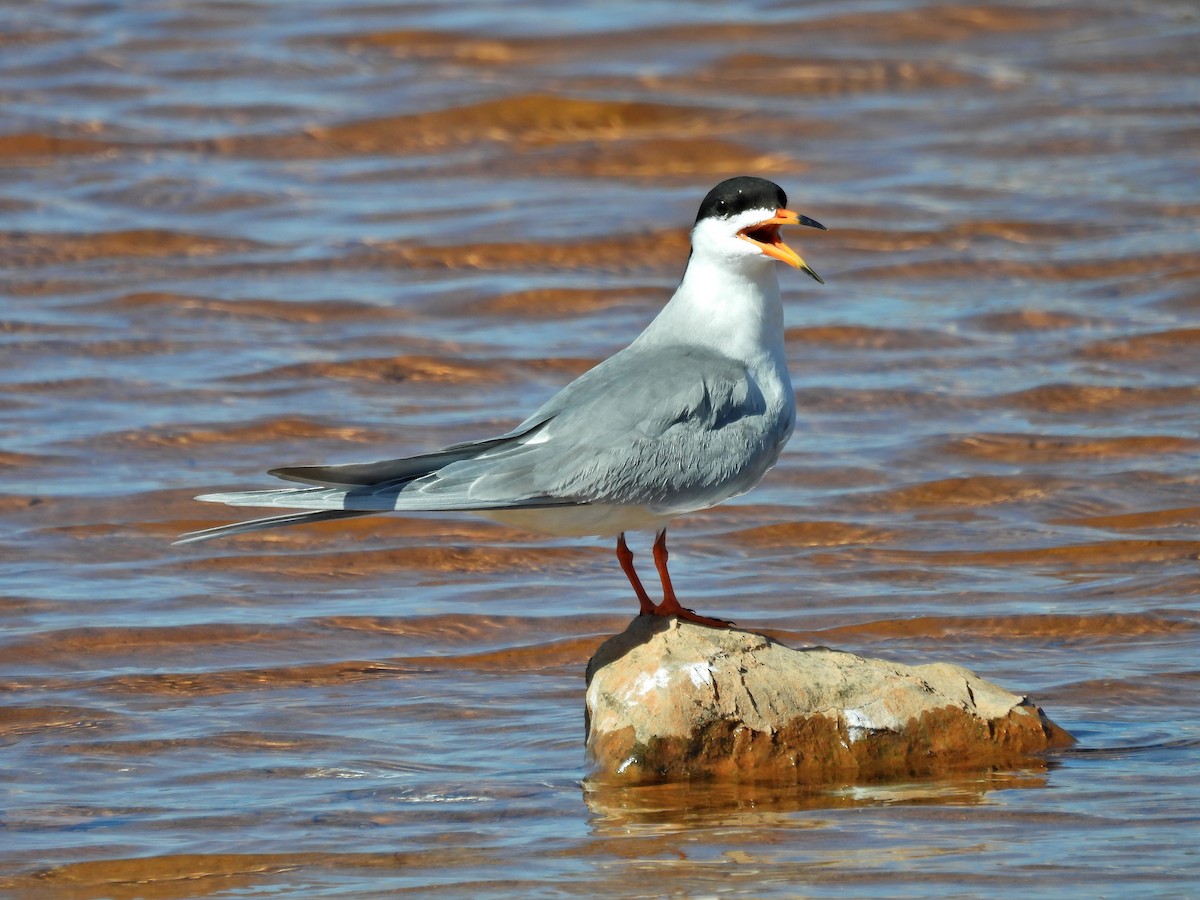 Forster's Tern - Spencer Hurt