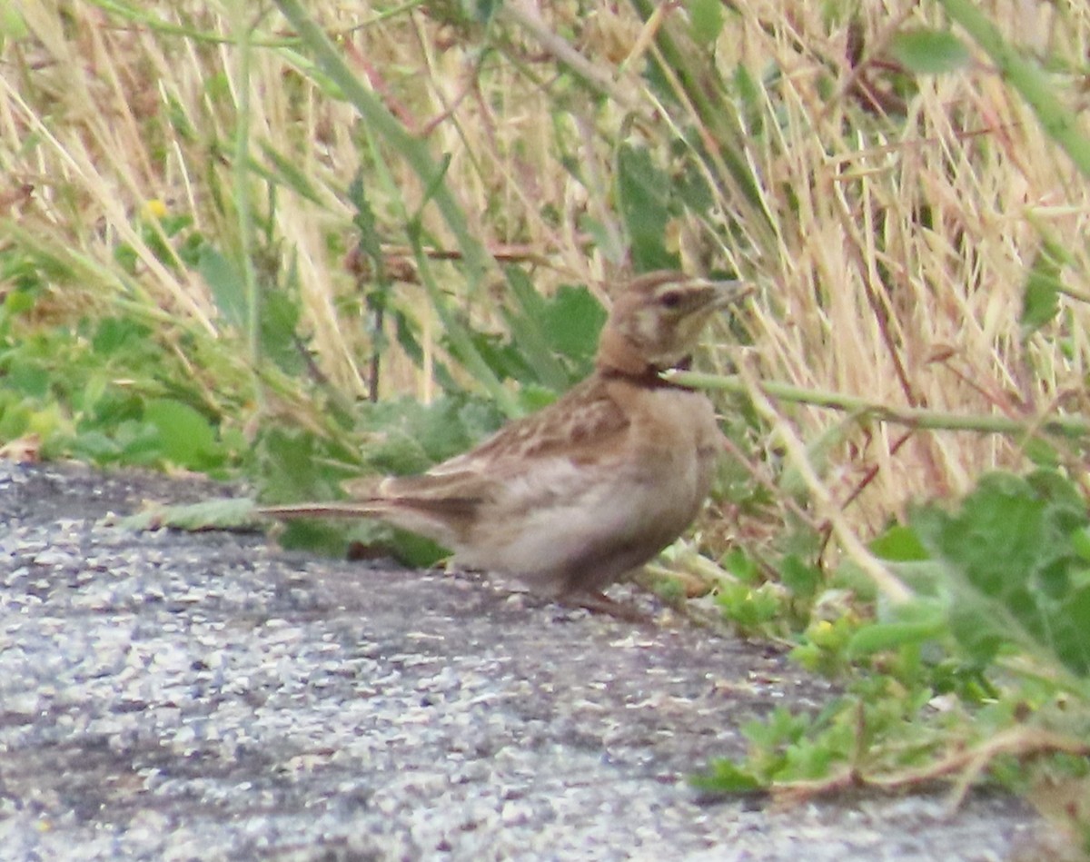 Horned Lark - ML619137168