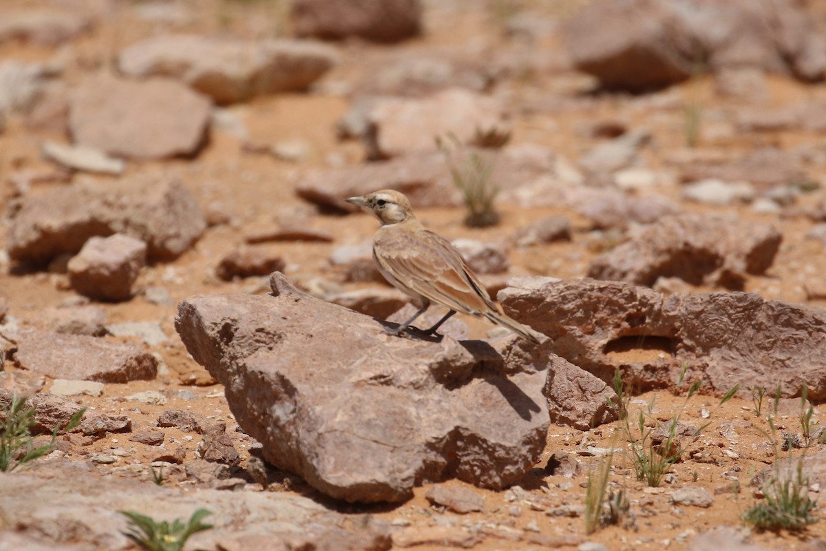 Temminck's Lark - Oscar Campbell