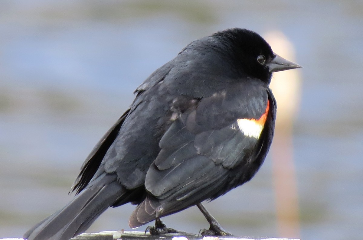 Red-winged Blackbird - James Hirtle