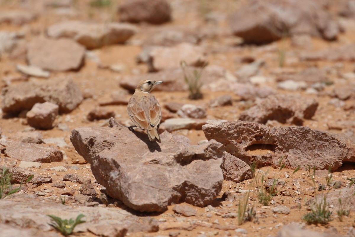 Temminck's Lark - Oscar Campbell