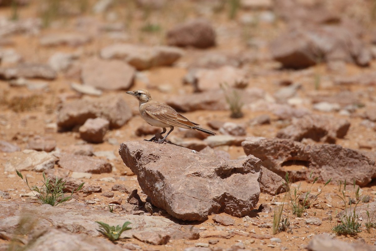 Temminck's Lark - Oscar Campbell