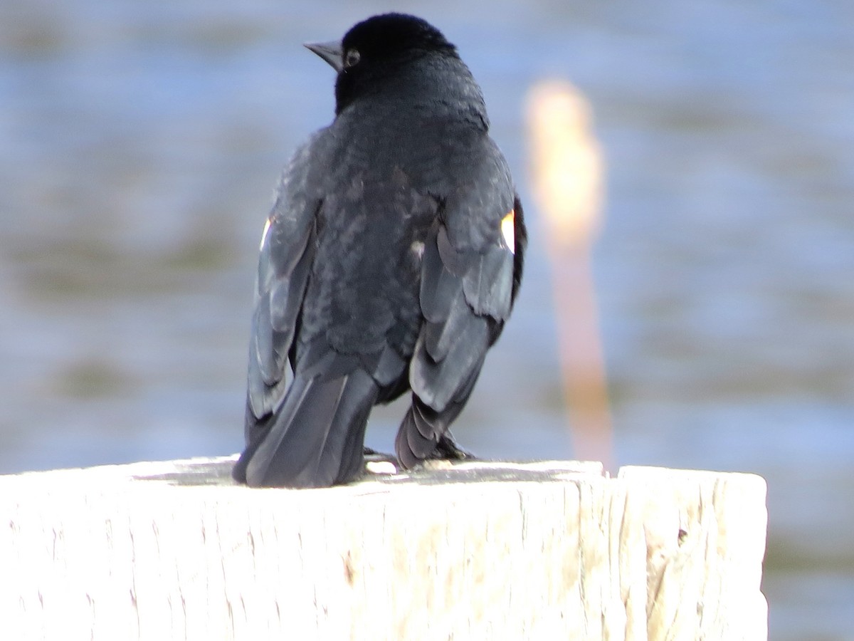 Red-winged Blackbird - James Hirtle