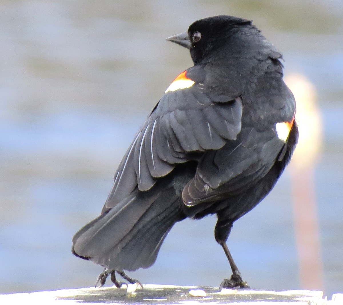 Red-winged Blackbird - James Hirtle