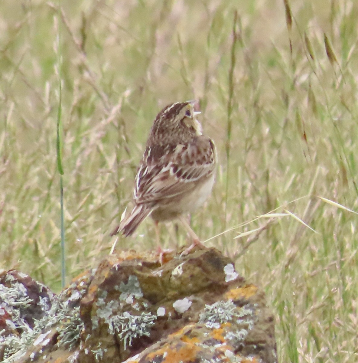 Grasshopper Sparrow - The Spotting Twohees