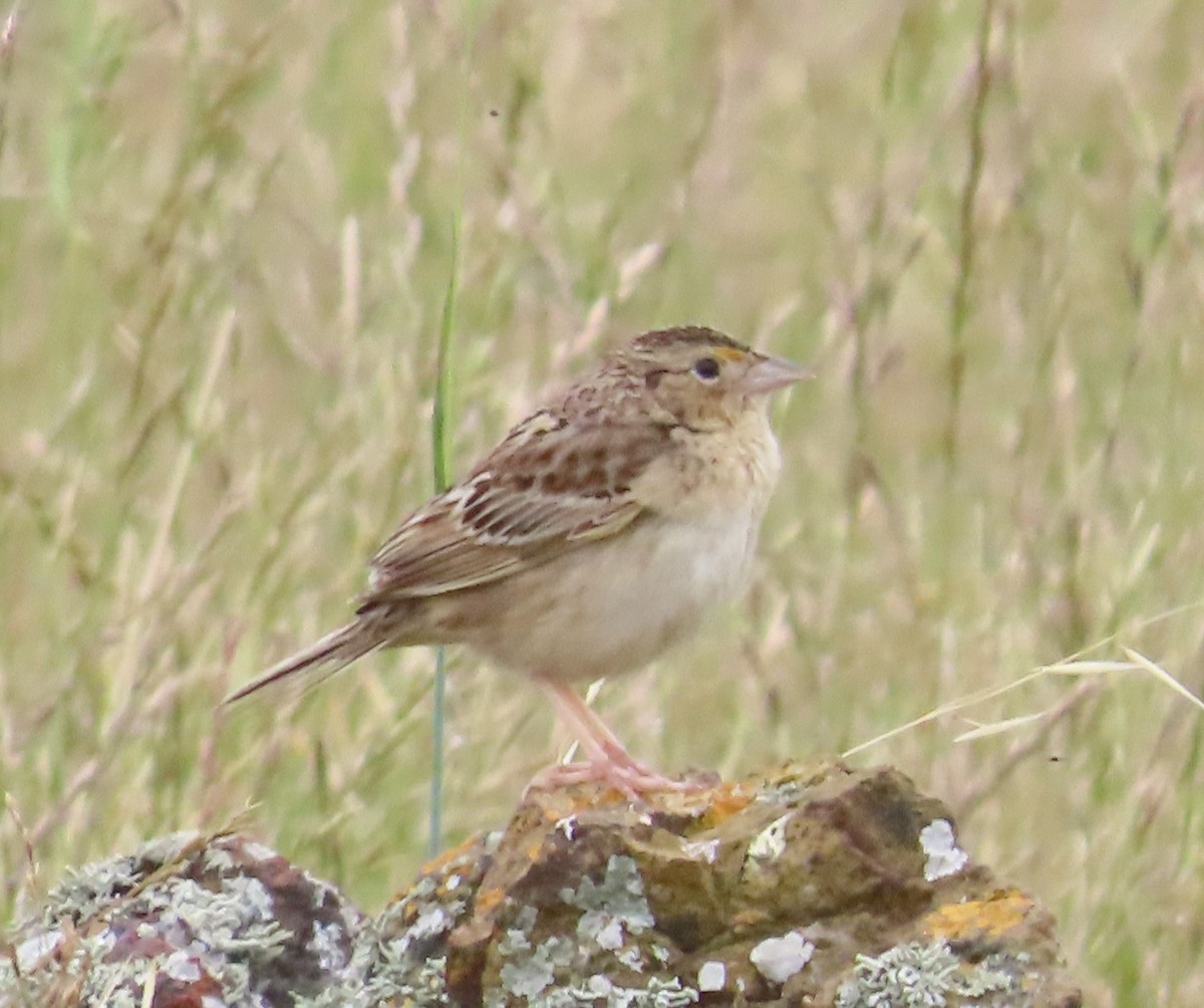 Grasshopper Sparrow - The Spotting Twohees