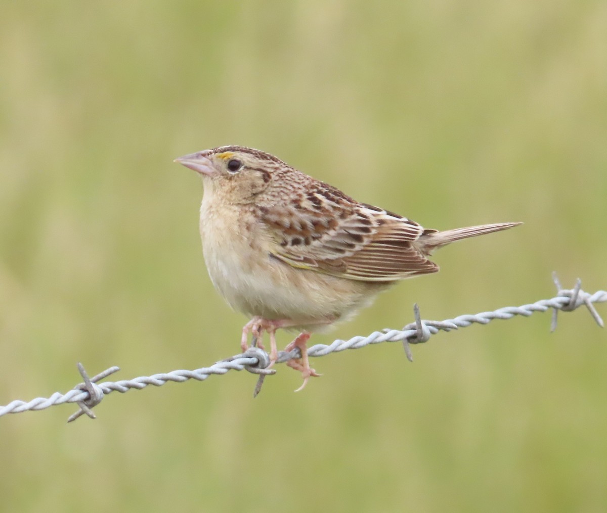 Grasshopper Sparrow - The Spotting Twohees