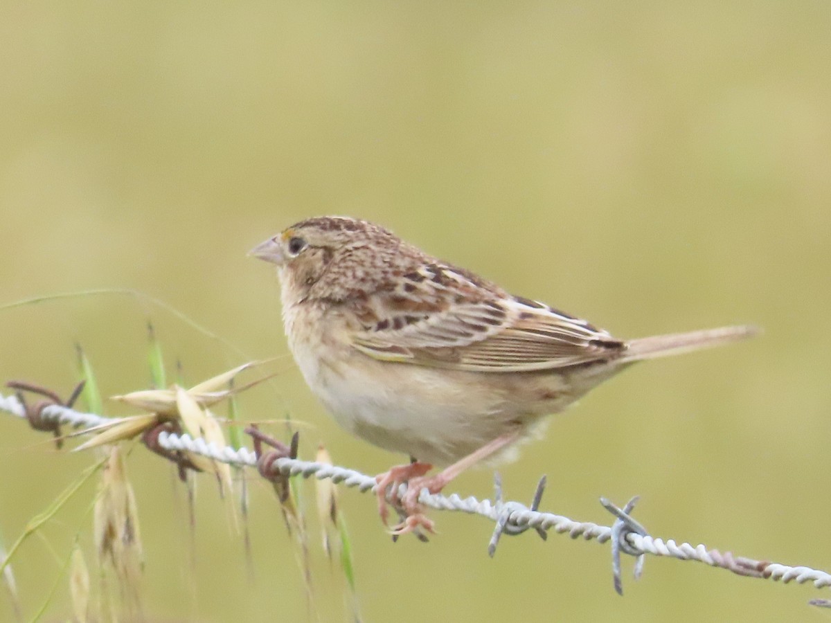 Grasshopper Sparrow - The Spotting Twohees