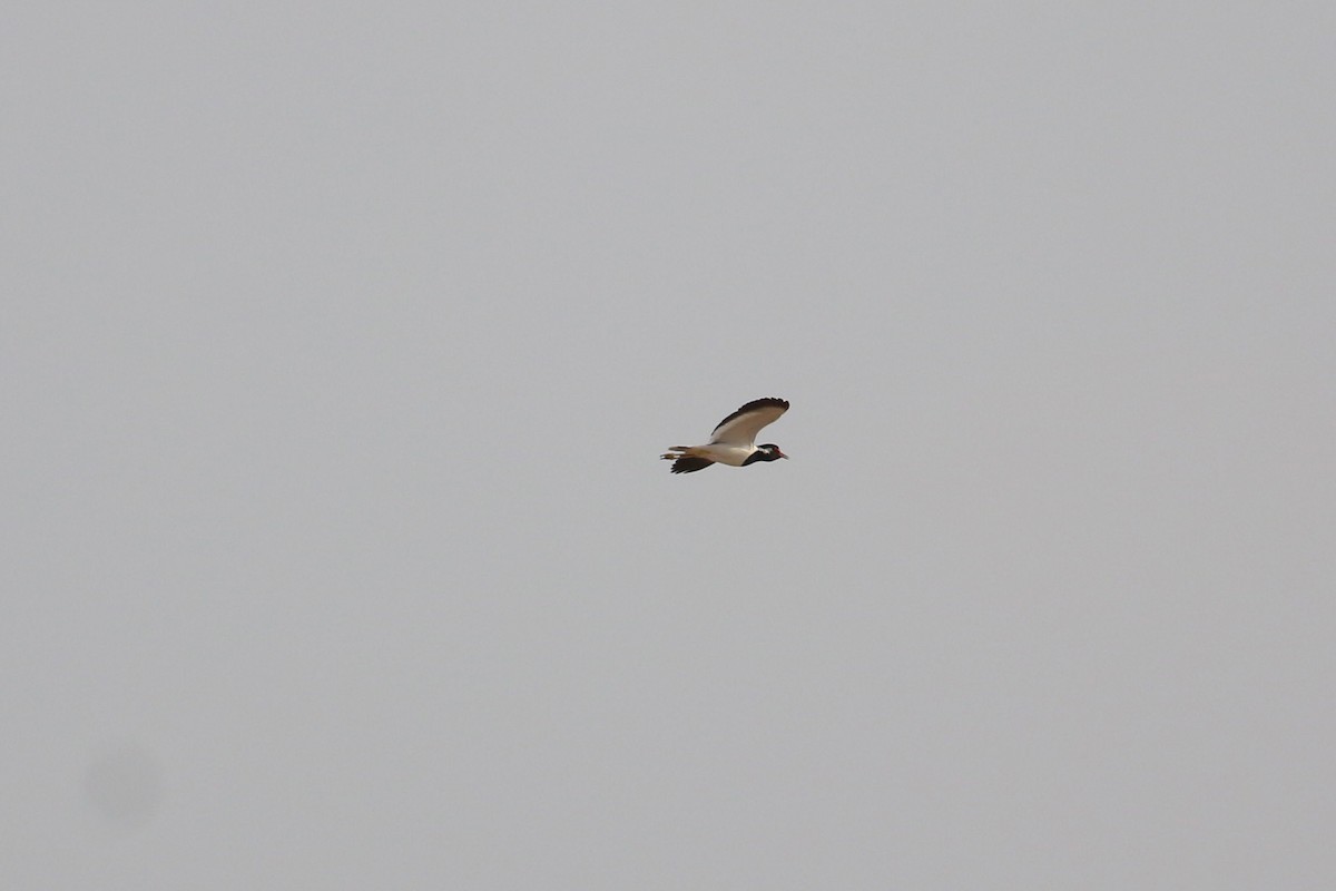 Red-wattled Lapwing - Oscar Campbell