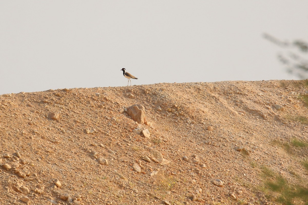 Red-wattled Lapwing - Oscar Campbell