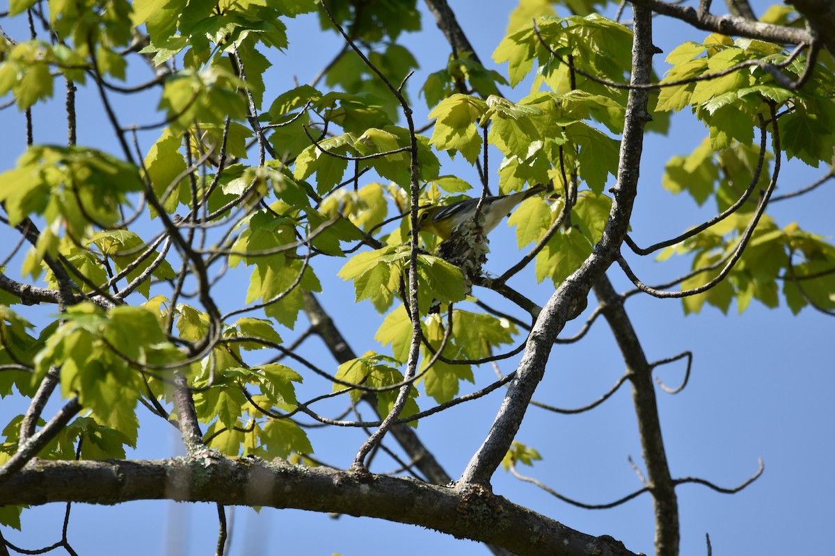 Yellow-throated Vireo - Madison Carr