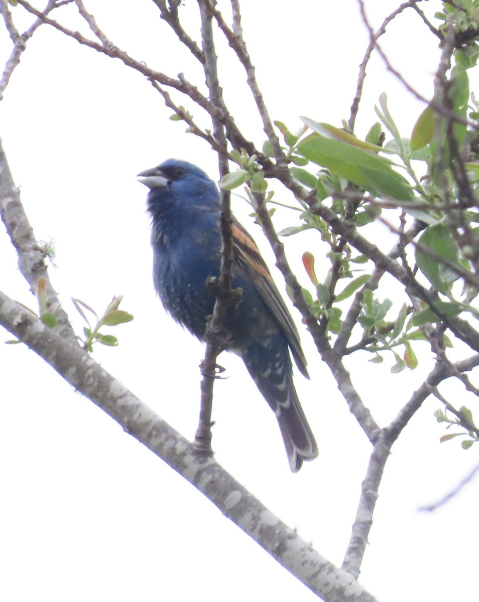 Blue Grosbeak - ML619137237