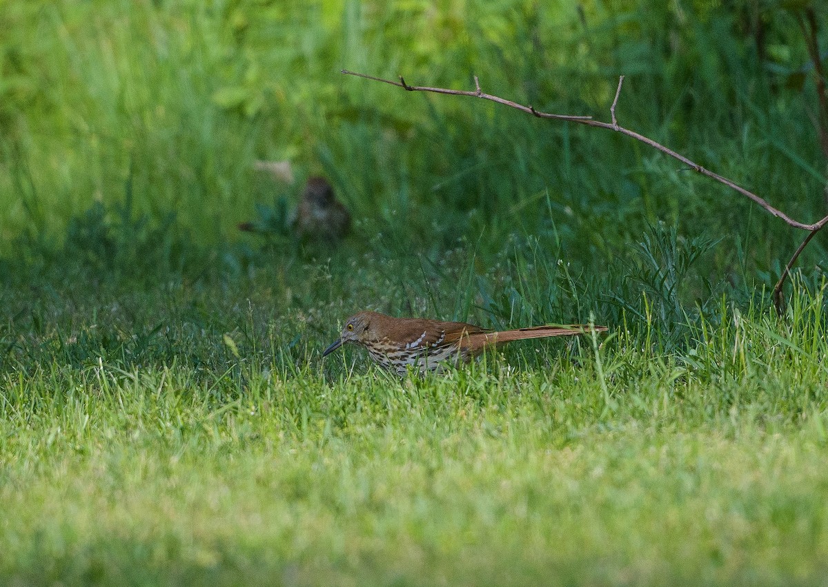 Brown Thrasher - Beth Miller