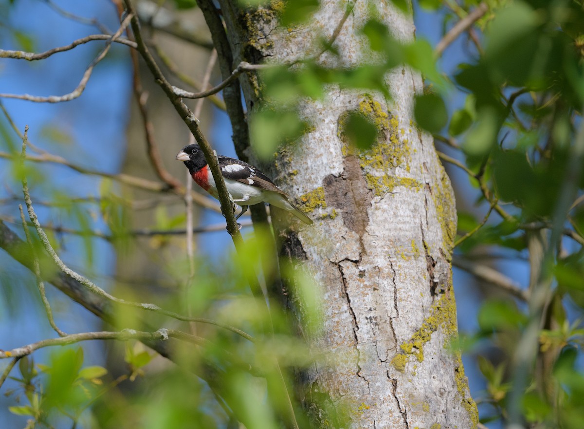 Rose-breasted Grosbeak - Beth Miller