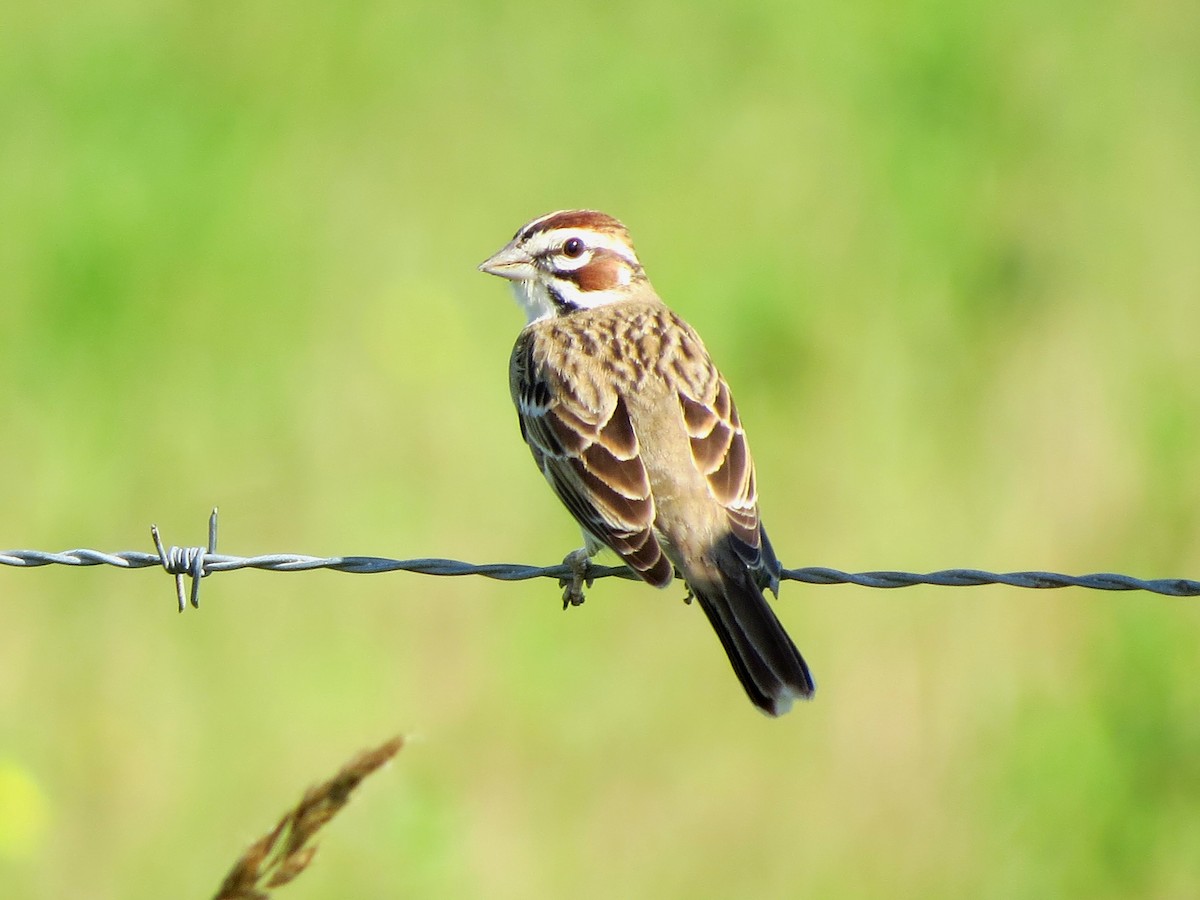 Lark Sparrow - John  Mariani