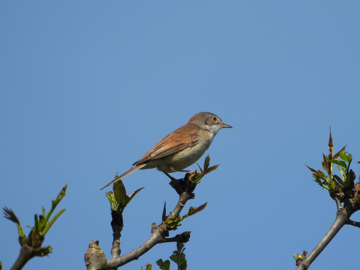 Greater Whitethroat - ML619137282