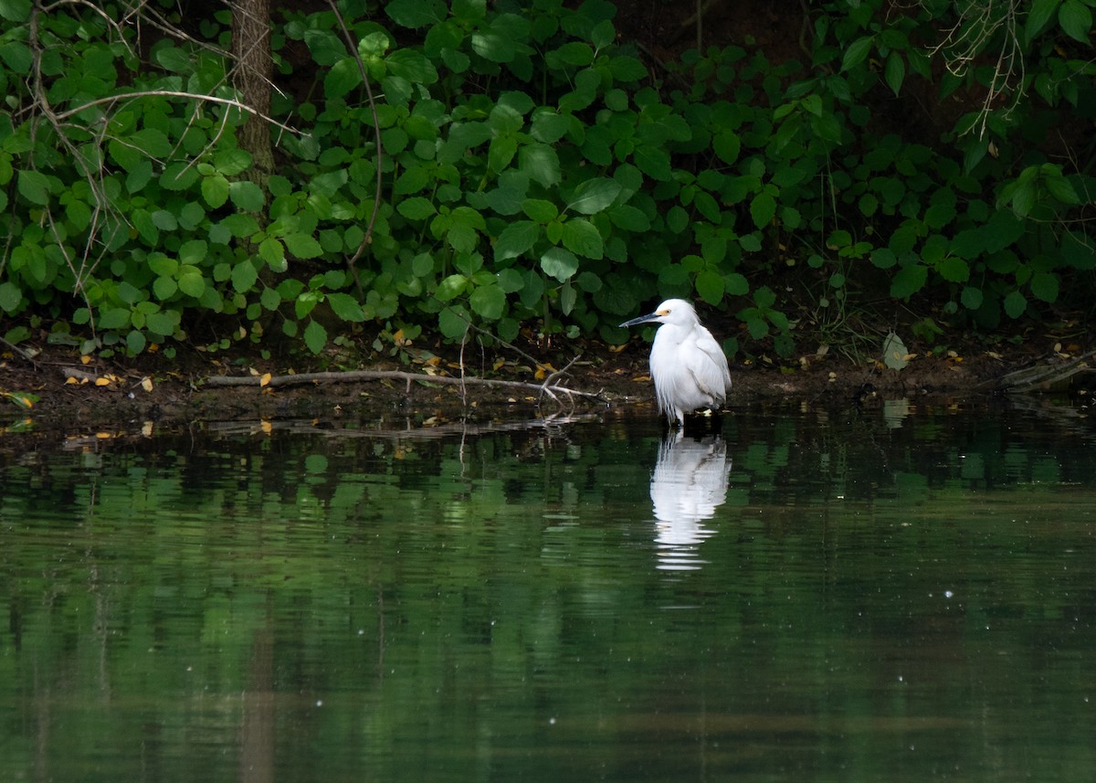 Snowy Egret - Gloria Schoenholtz