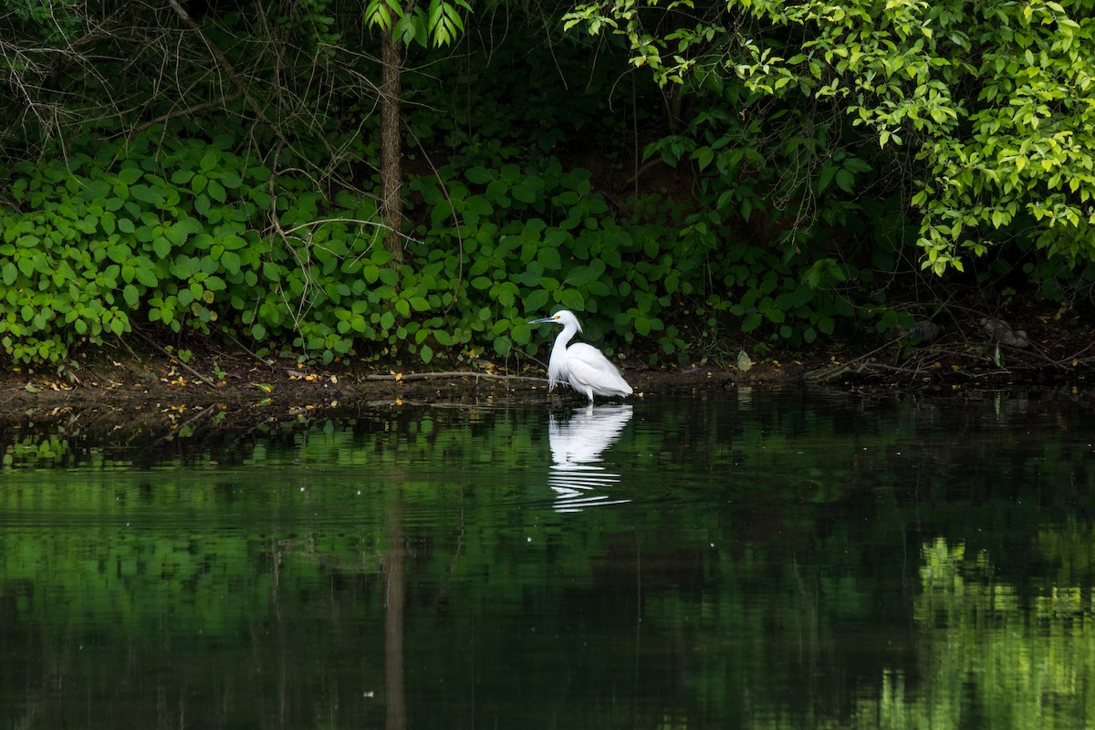 Snowy Egret - Gloria Schoenholtz