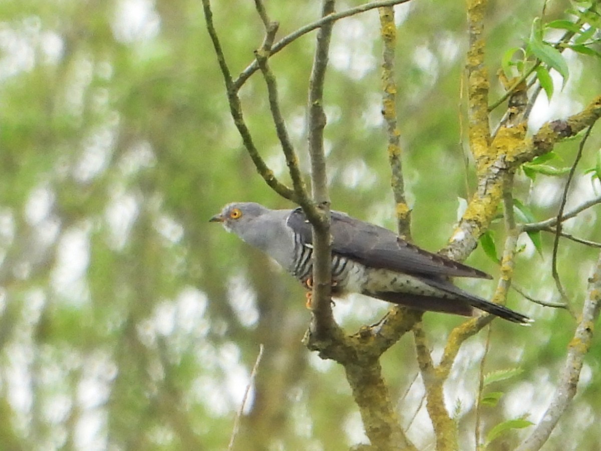 Common Cuckoo - Stephen Matthews