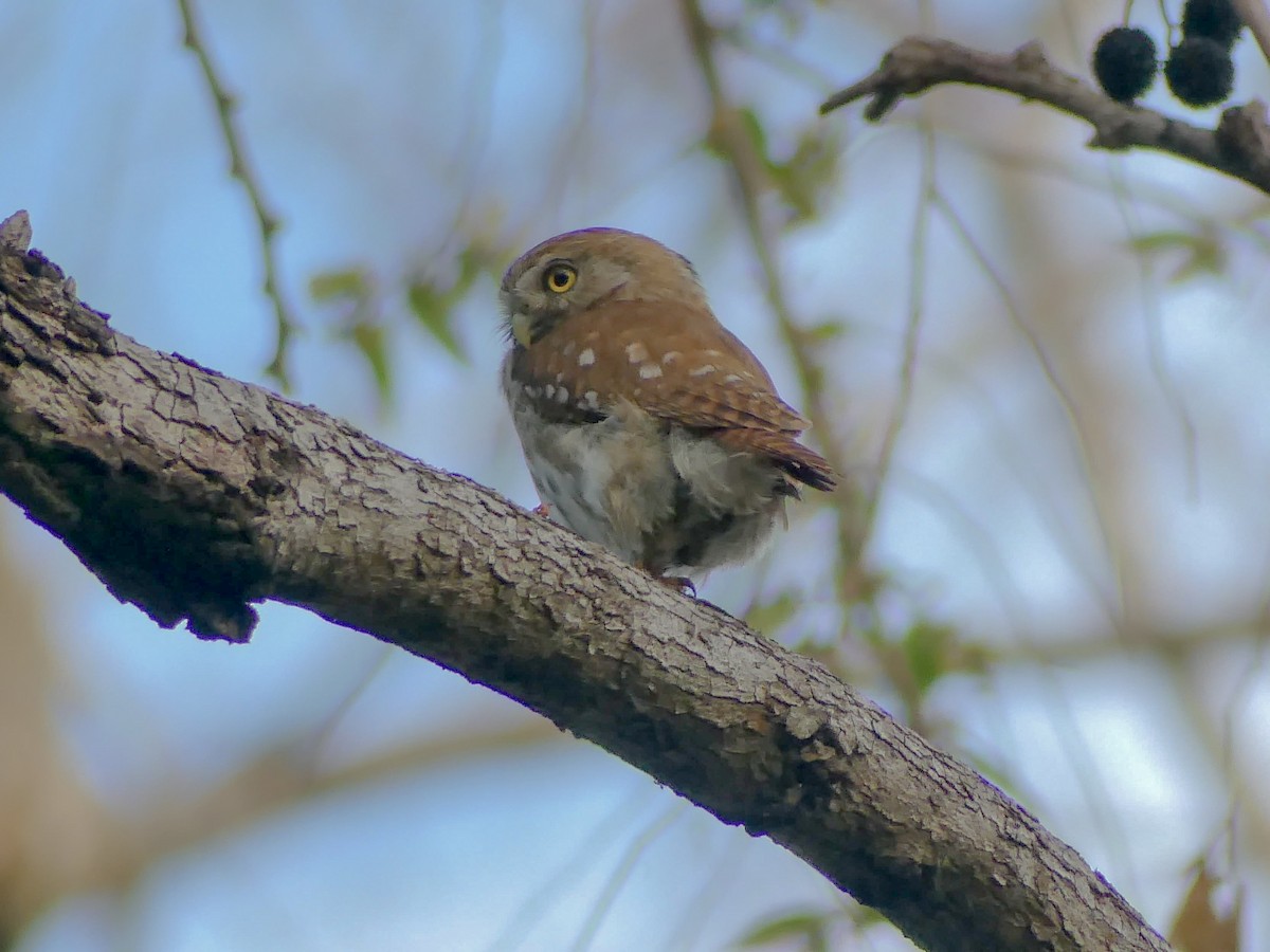 Ferruginous Pygmy-Owl - Matthew Hammond