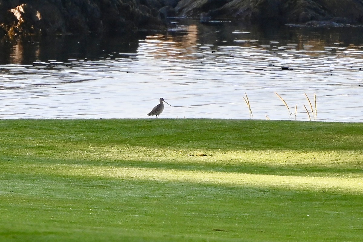 Marbled Godwit - Geoffrey Newell