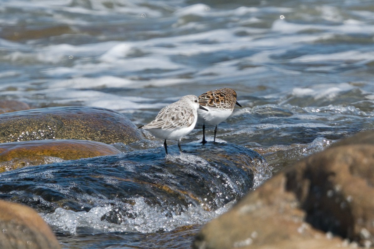 Bécasseau sanderling - ML619137385