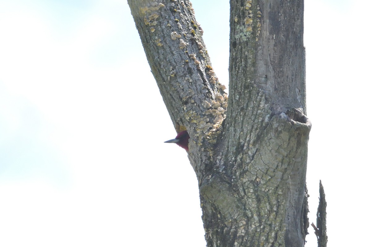 Red-headed Woodpecker - Barry Blust