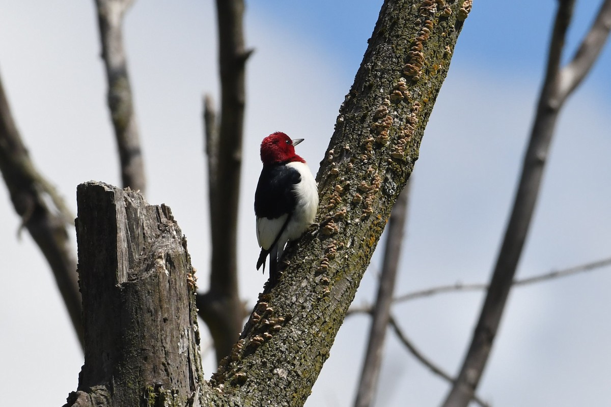 Red-headed Woodpecker - Barry Blust